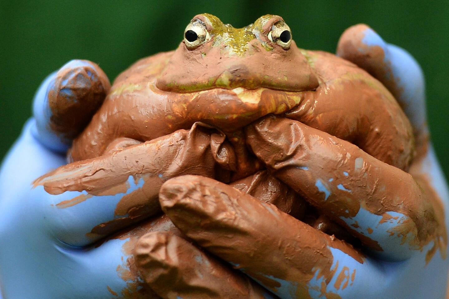 British bullfrog