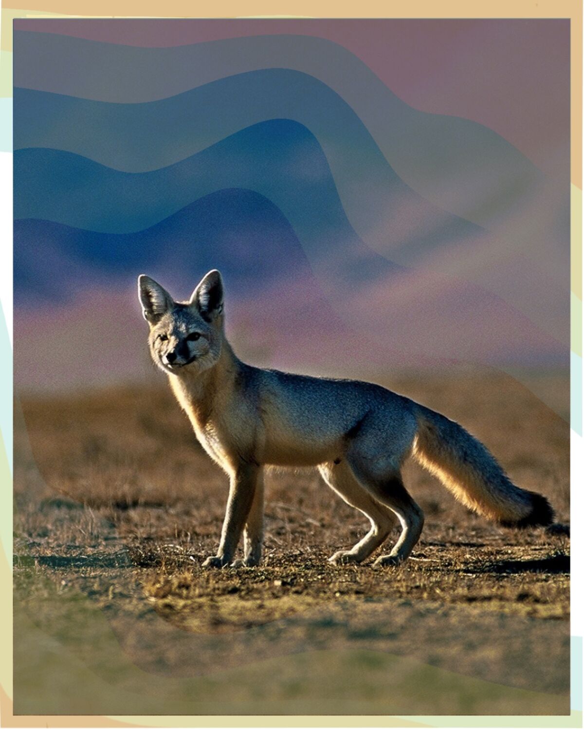 San Joaquin kit fox at The Carrizo Plain National Monument, Calif.