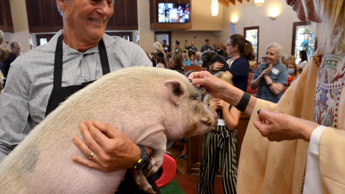The Rev. Canon Cindy Evans Voorhees blesses a pig during the annual Blessing of the Animals Sunday.