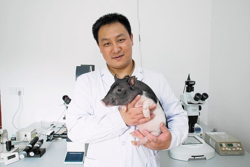 A BGI technician with a micro pig. BGI is a Chinese biotech firm.