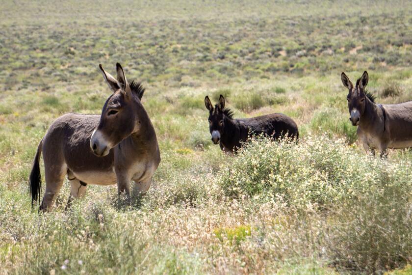 Three wild burros, or donkeys, stand in a field at Death Valley National Park. (Courtesy of Michael Alfuso)