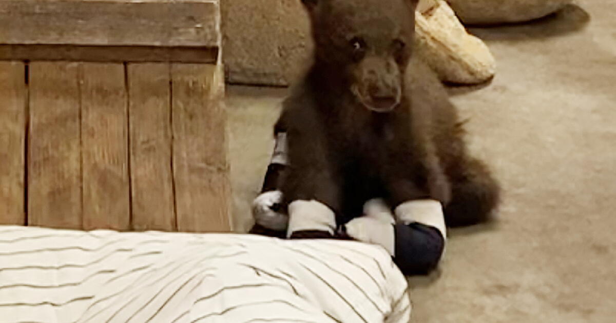Bear Cub Ran Over After grisly injury, bear cub makes daring escape - Los Angeles Times