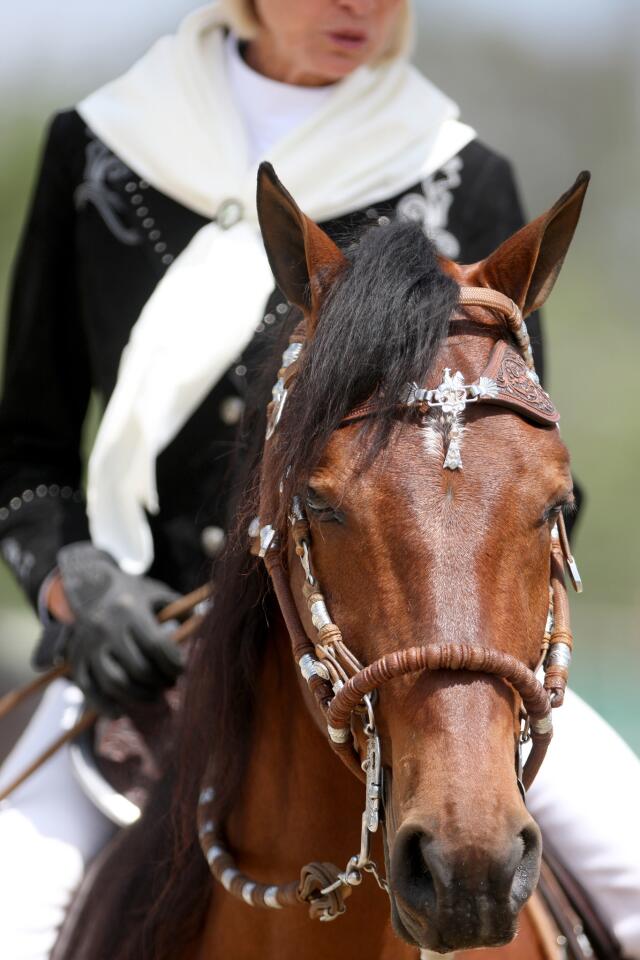 Photo Gallery: The annual Fiesta Charity Horse Show