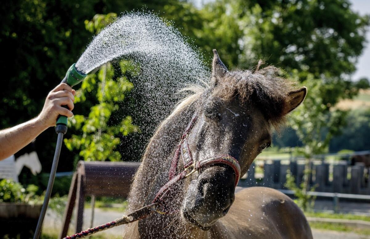 Una persona rocía agua a un caballo islandés