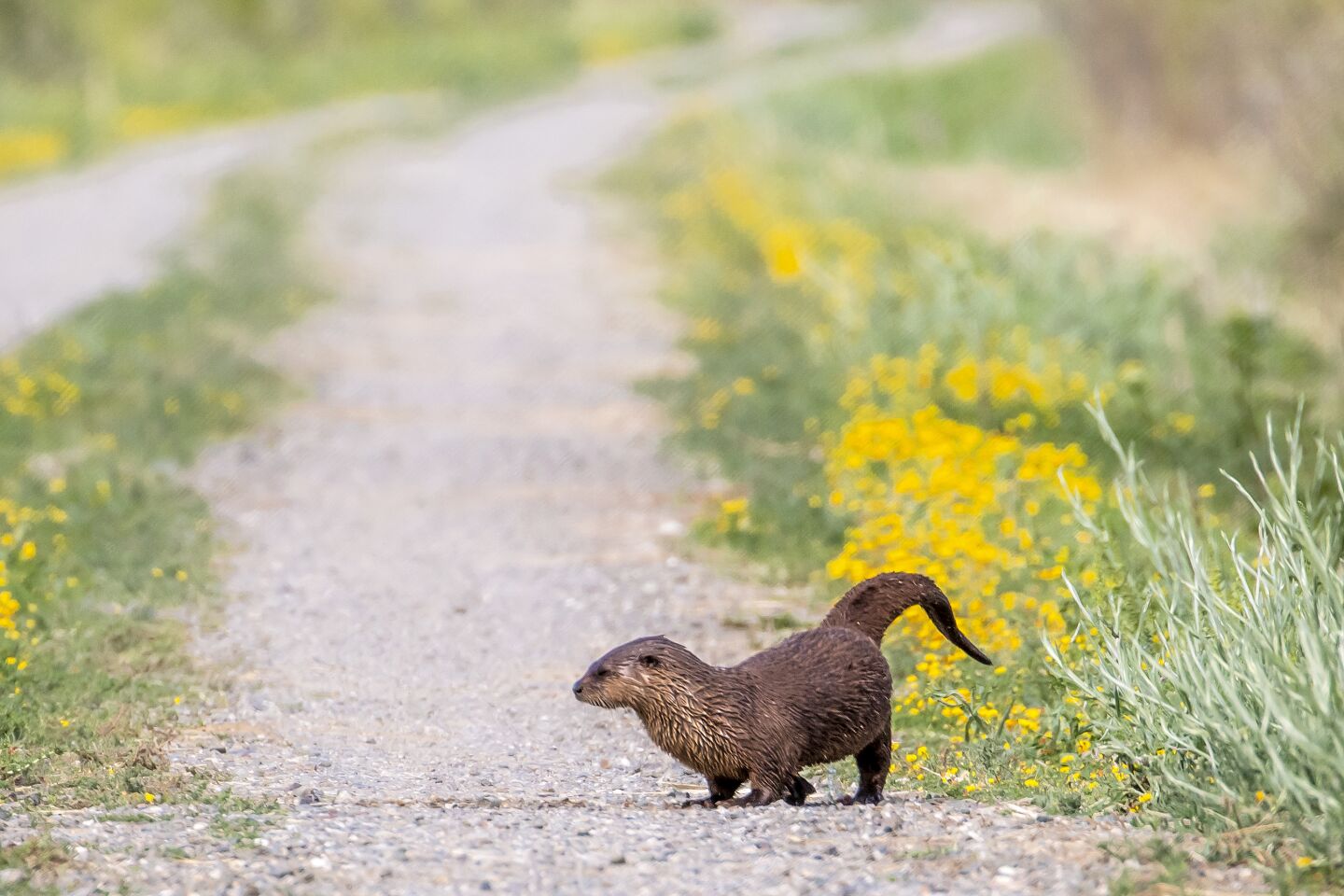 A river otter crosses the auto loop road, going from pond to pond, at the Sacramento Wildlife Refuge.