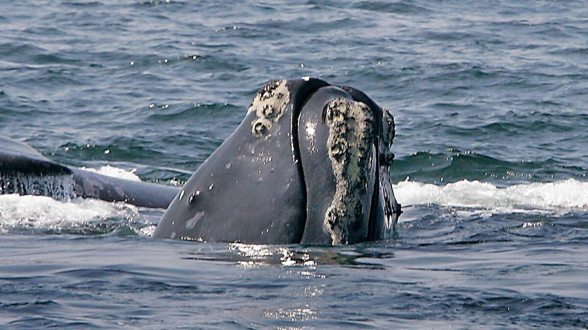 A North Atlantic right whale breaks the ocean surface off Provincetown, Mass., in Cape Cod Bay in 2008.