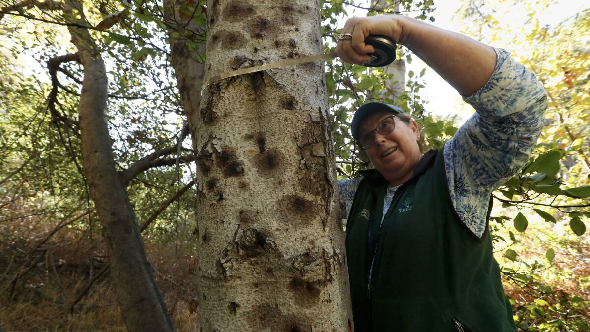 Rosi Dagit, a senior conservation biologist with the Resource Conservation District of the Santa Monica Mountains, measures the diameter of a dying alder tree during a tour of Topanga Creek.