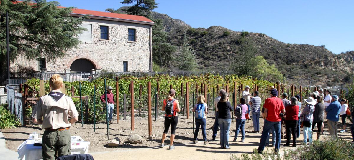A large crowd attended the History of Winemaking in the Crescenta Valley event at Deukmejian Wilderness Park in Glendale on Saturday, November 7, 2015. After an informational talk about the area, attendees got a brief tour of the vineyard next to the Le Mesnager Barn at the park.