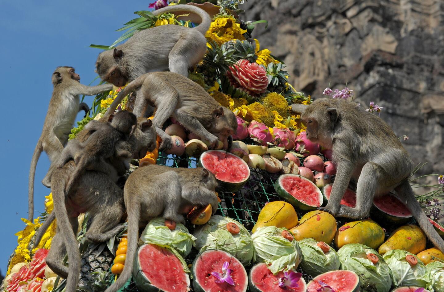 Monkey Buffet Festival, Lopburi, Thailand