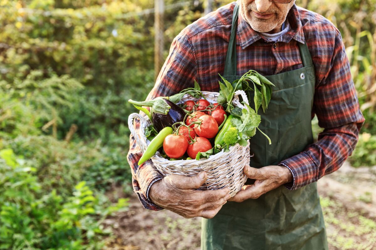 Man carrying a basket of freshly picked produce from the garden.