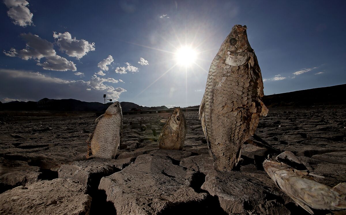 Three dead fish stand propped up in the cracks of dried mud in a lake bed as the sun shines
