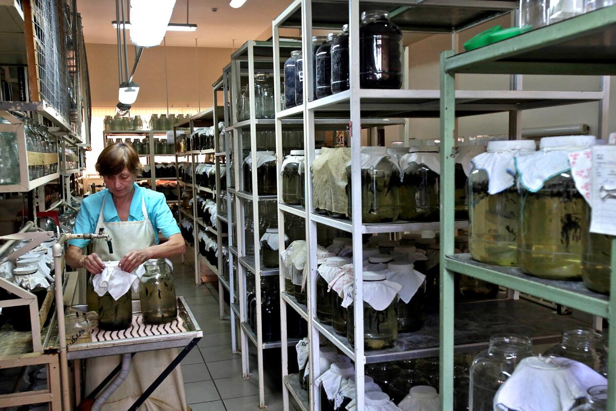 Rows of leeches in jars. On feeding day, the leeches get blood supplied by slaughterhouses in the area.