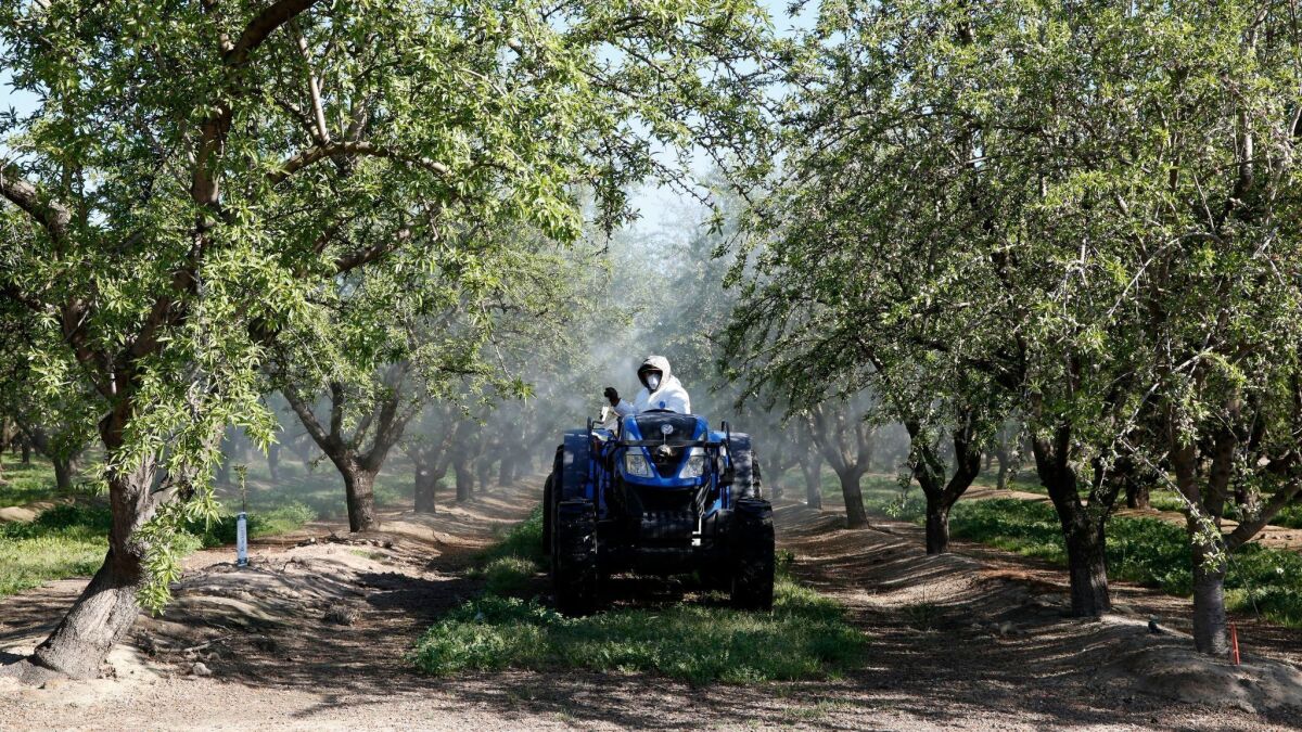 A Central Valley almond orchard near Ripon, Calif.