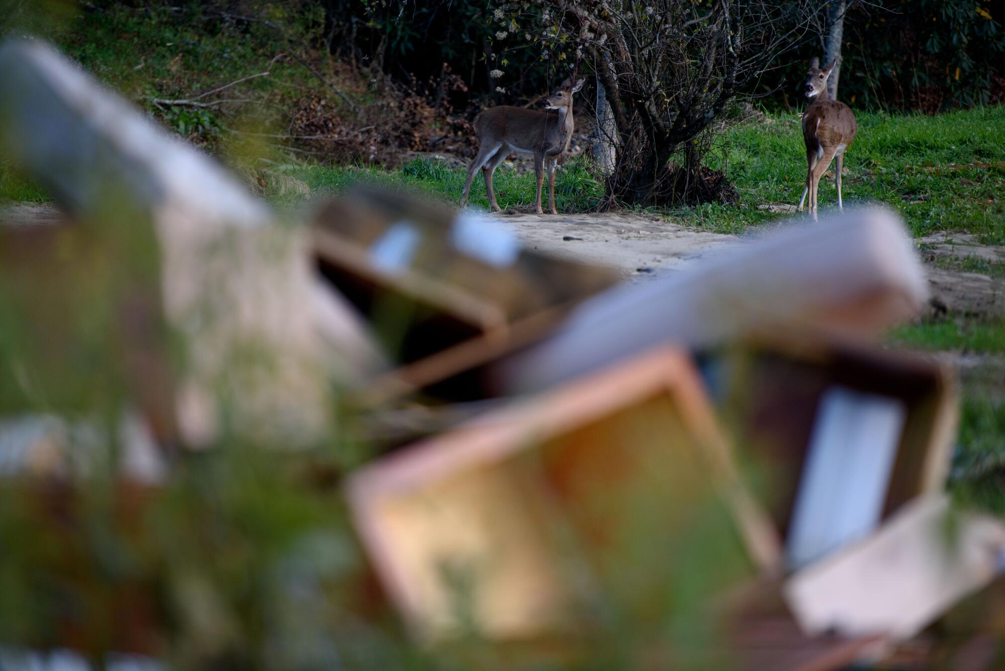 Deer graze outside of a home with debris piled up at the street corner.