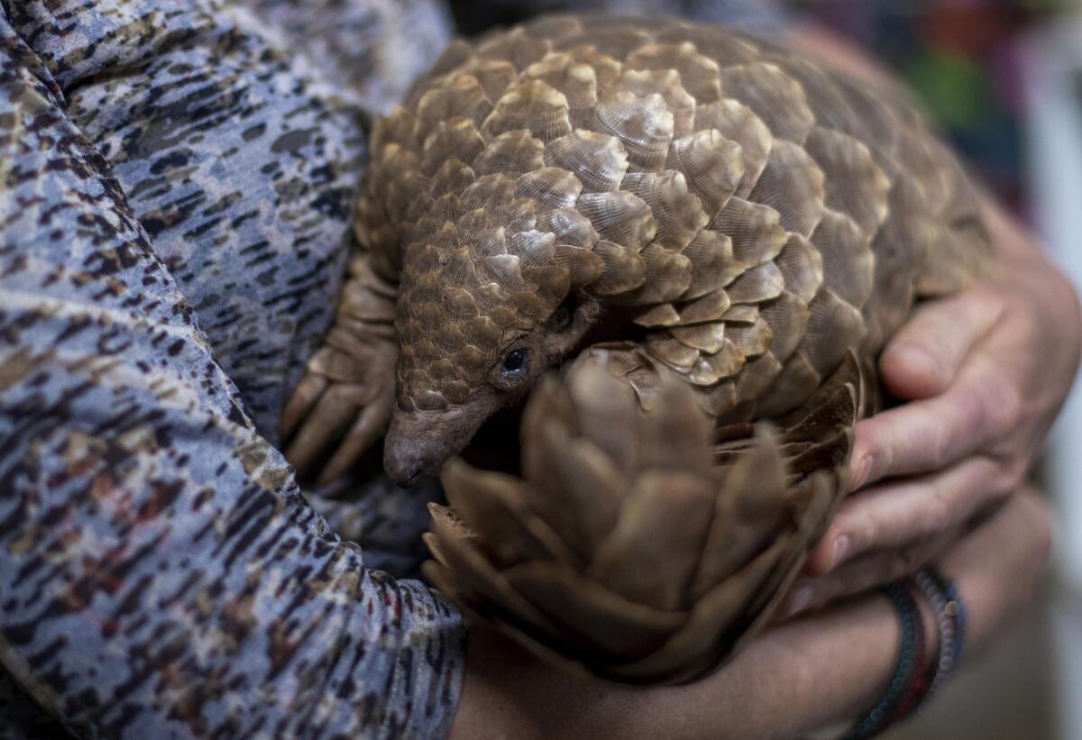Nicci Wright, a wildlife rehabilitation expert, holds a pangolin in South Africa.