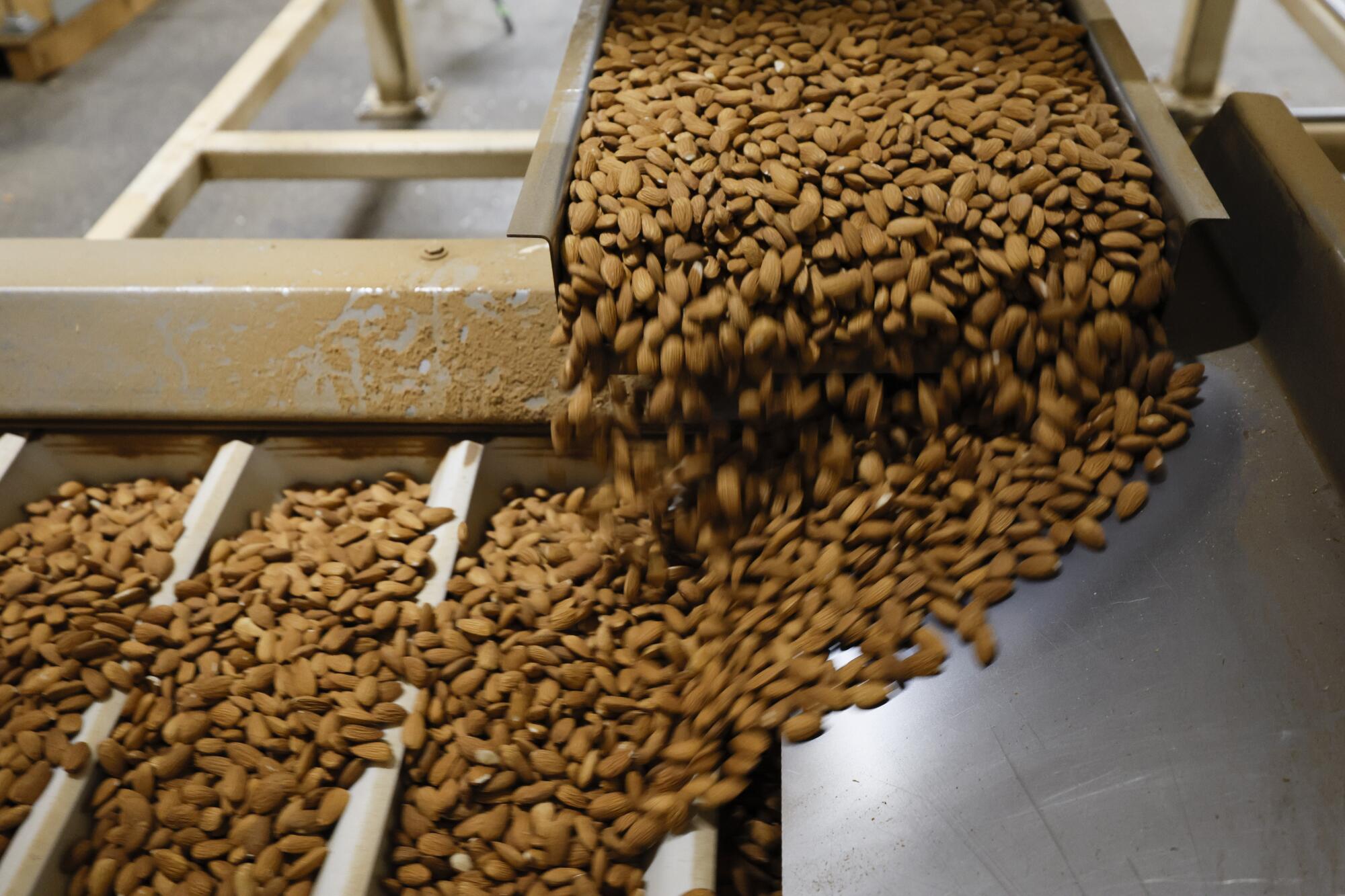 Almonds enter a processing machine in Manteca.