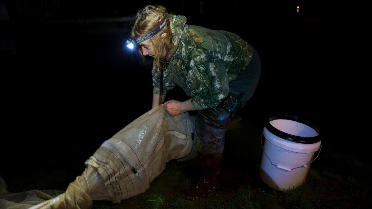 Julie Keene is a longtime elver fisherman, a person who fishes for American glass eels, along the Union River, in Ellsworth, Maine. She checks her nets at 11:30 p.m., when the tide is high and the eels are swimming upstream.
