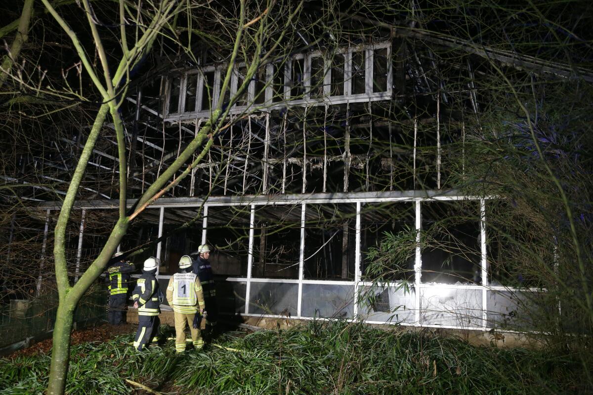 Firefighters get a close look at a charred building that served as an ape house at a zoo in Krefeld, Germany, on Wednesday.