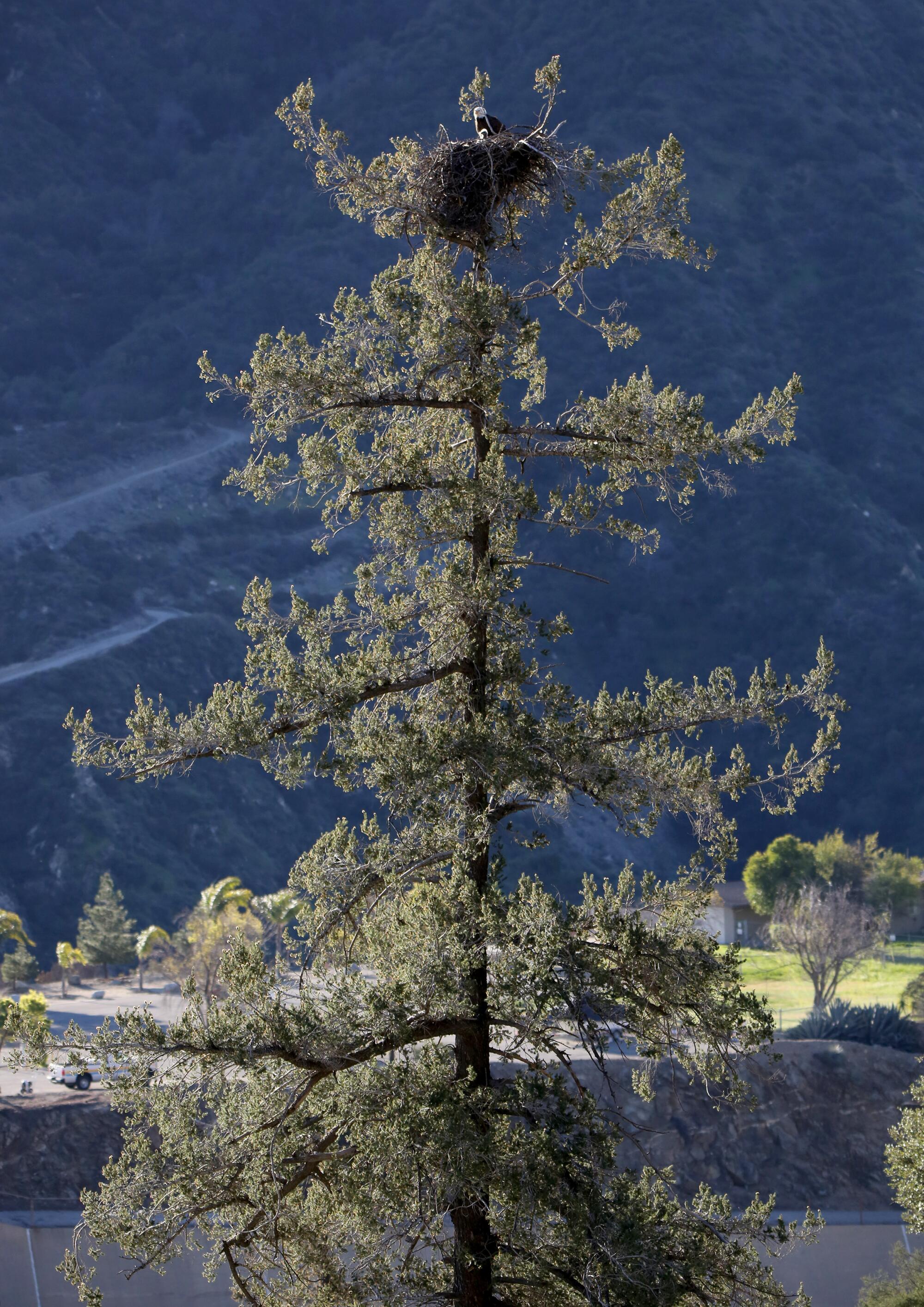 The bald eagles and their chicks high atop a pine tree in the San Gabriel Mountains.