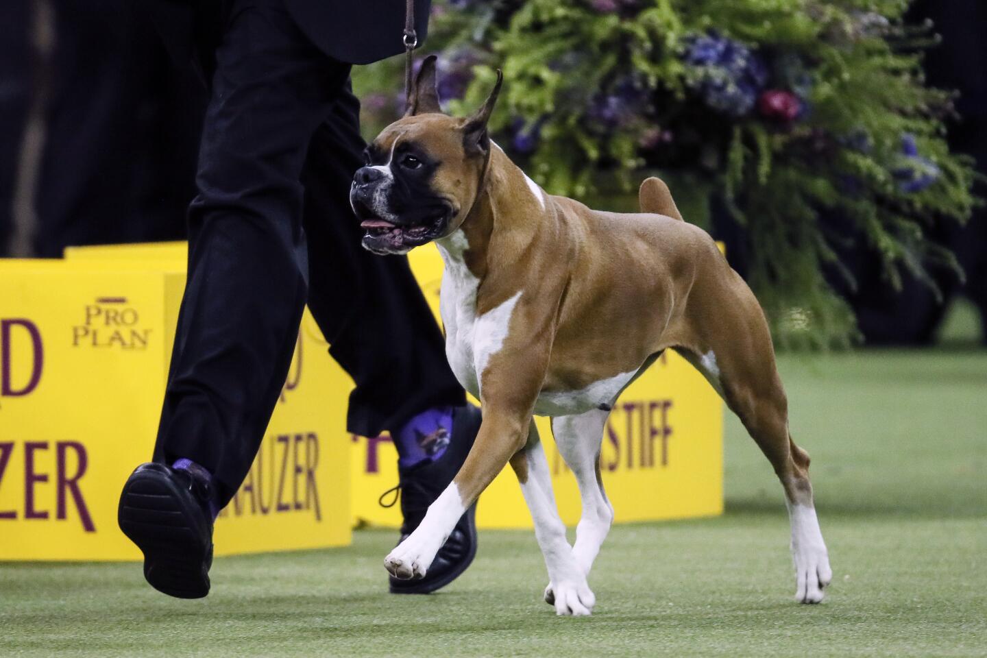 Wilma, a boxer, also made the final grouping.