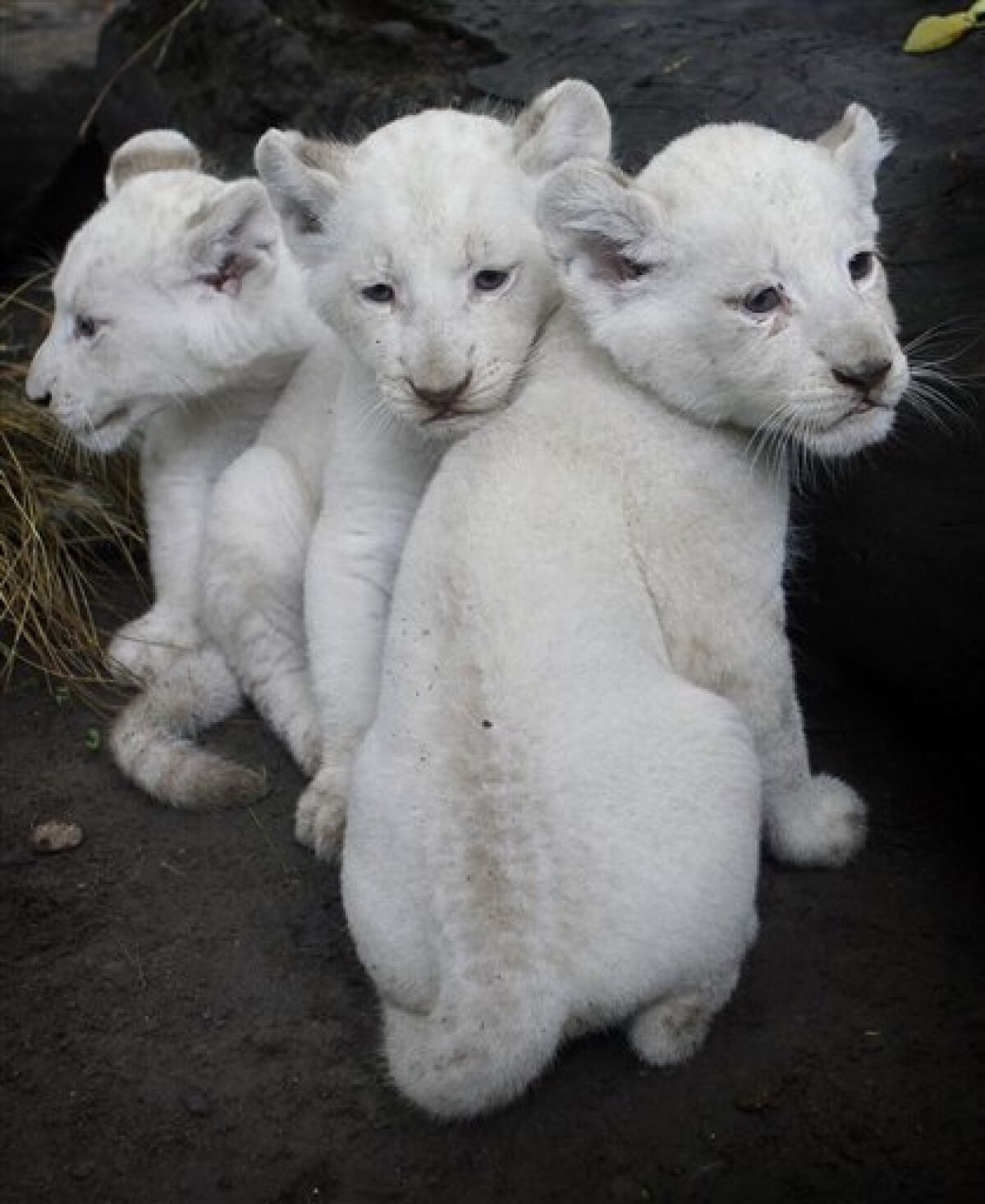 Cute! White lioness bears 3 cubs in Argentina - The San Diego Union-Tribune