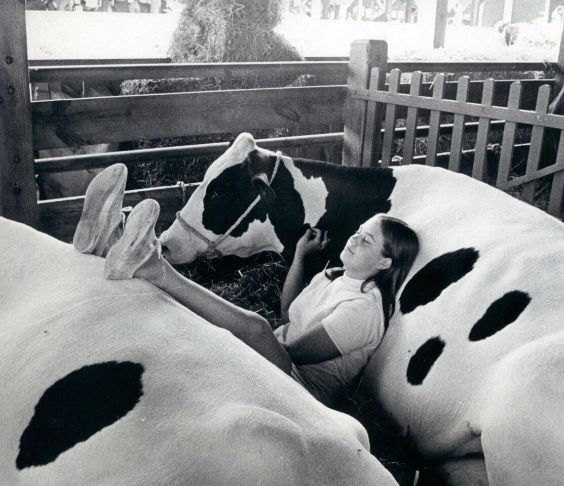 September 6, 1971 - SNOOZE -- Pam Mowrey catches a mid-afternoon nap at Timonium Fair.