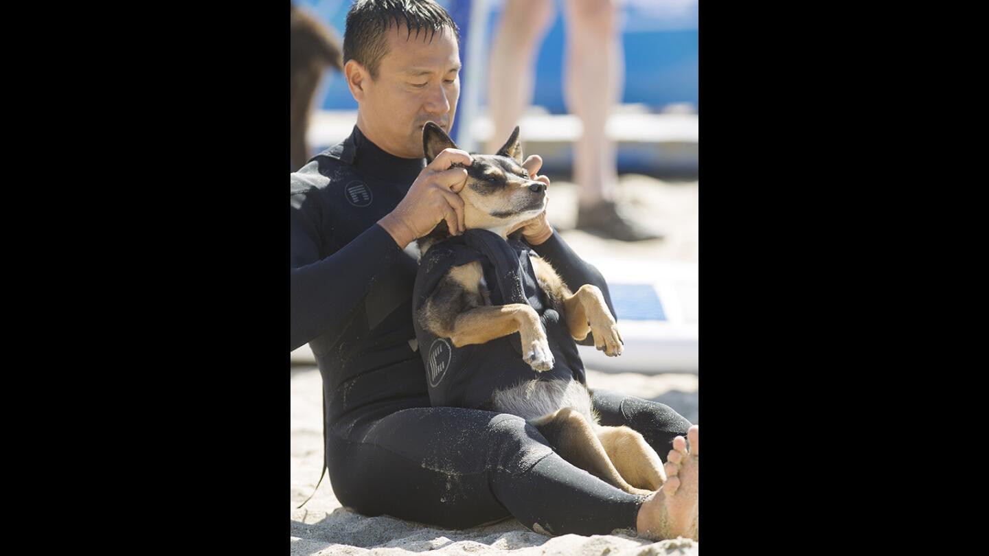 Photo Gallery: Surf City Surf Dog competition