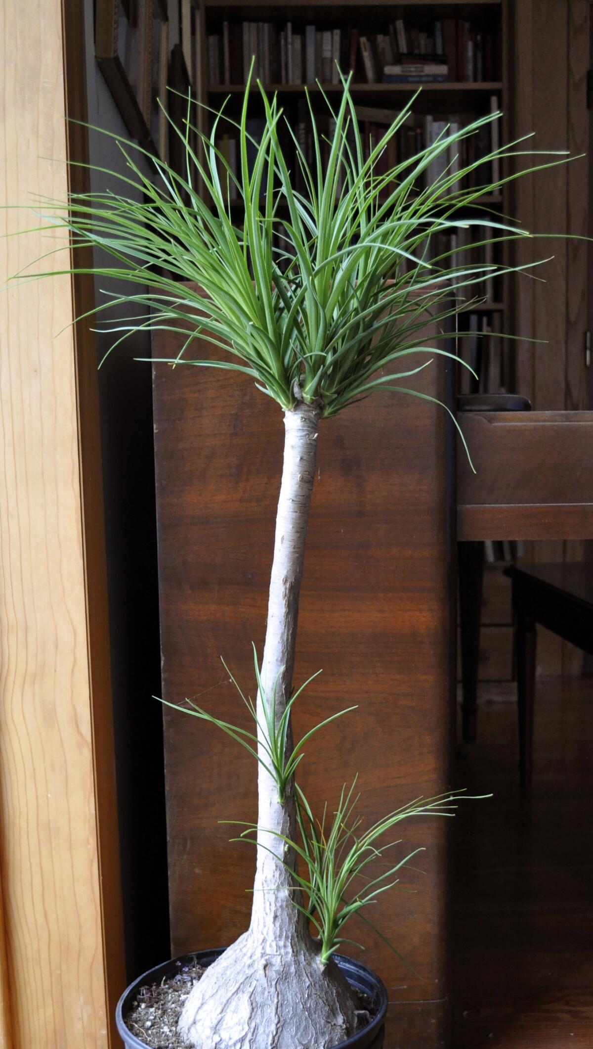 Ponytail palm, beaucarnea recurvata