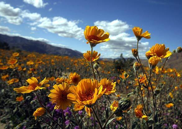 Desert sunflowers in Anza-Borrego Desert State Park