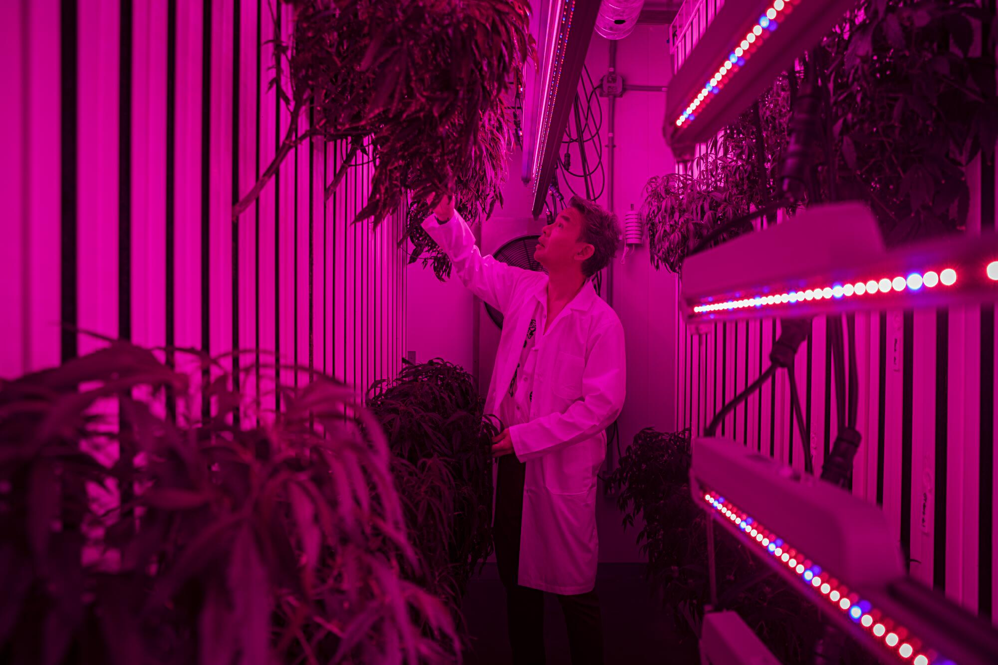 A man in a white lab coat walks through an indoor pot growing facility.