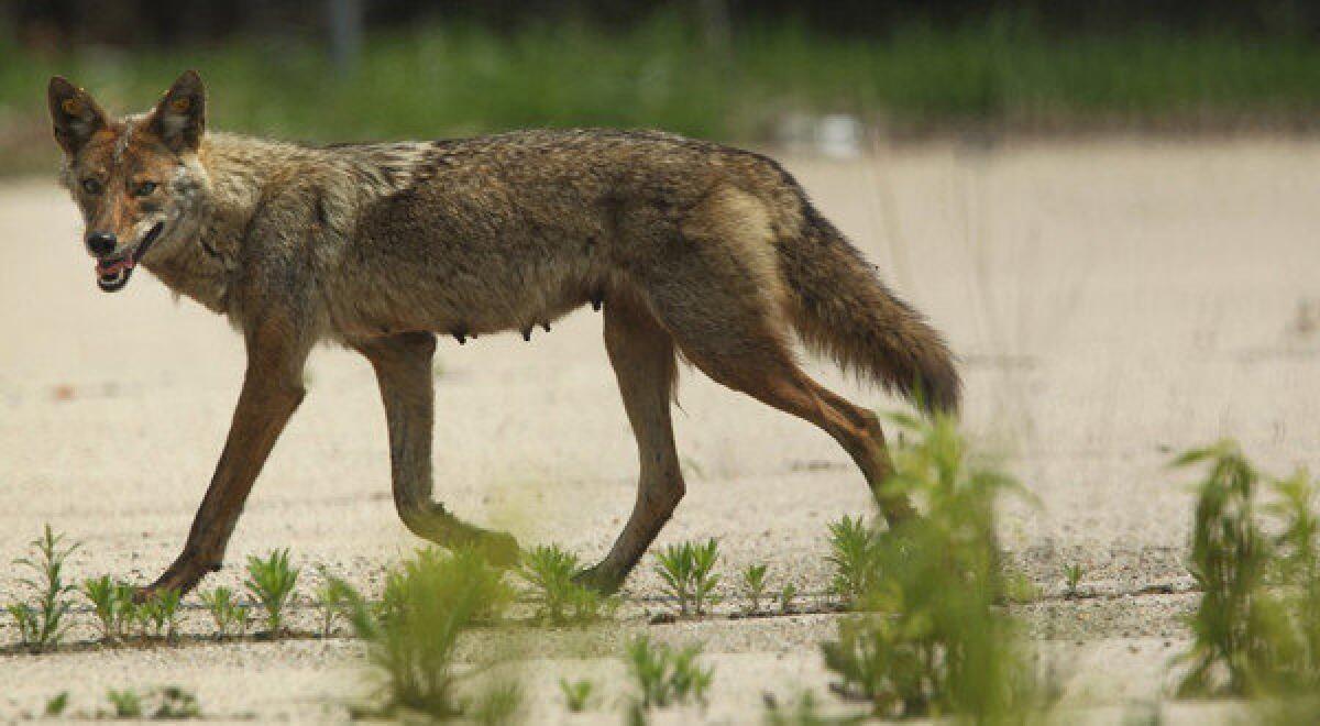 Gun store owner Mark Chavez says teams of one or two hunters have two days to shoot and kill as many coyotes as possible on private land in New Mexico in a competitive hunt.