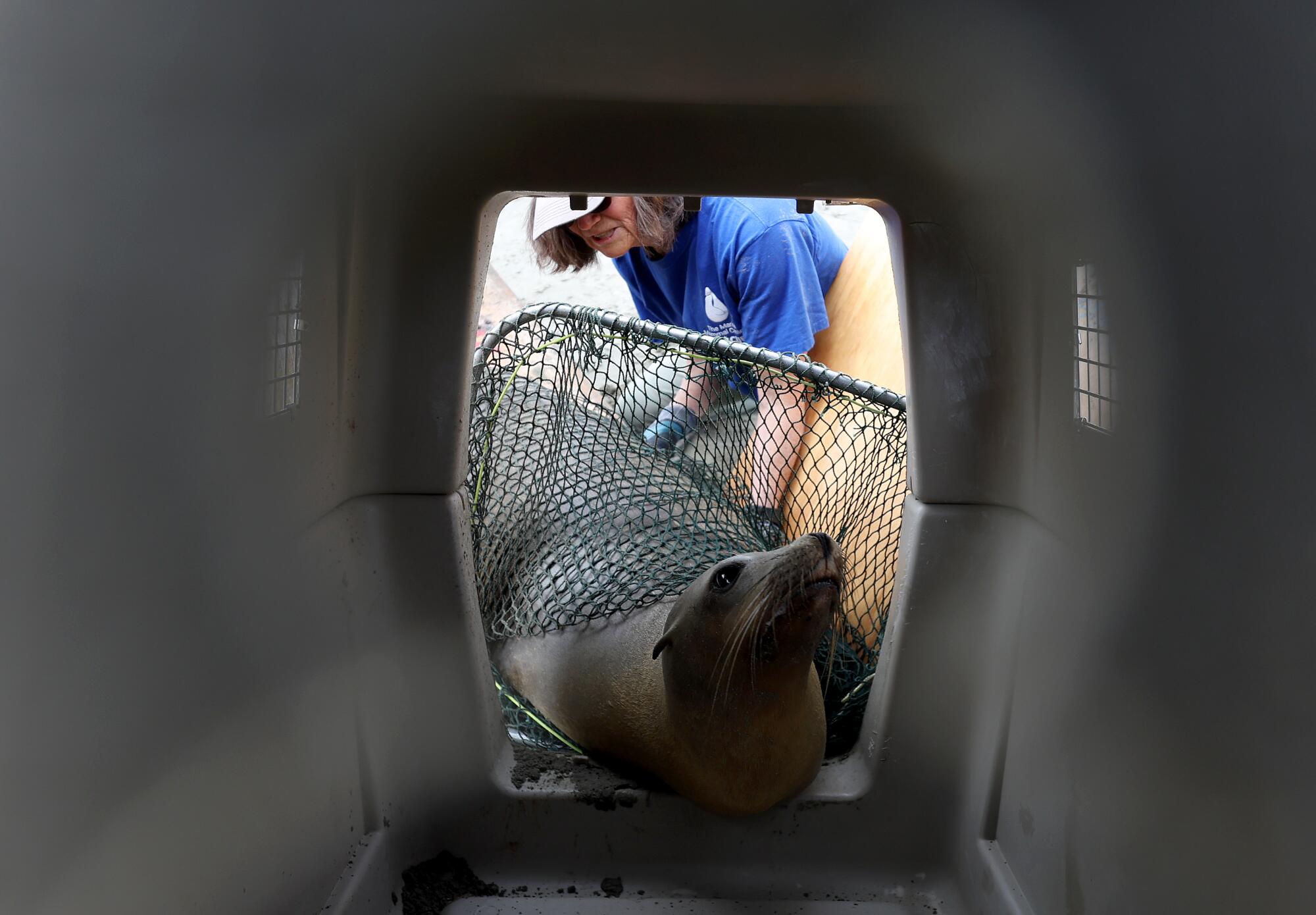 A woman with a net guides a sea lion into a crate.