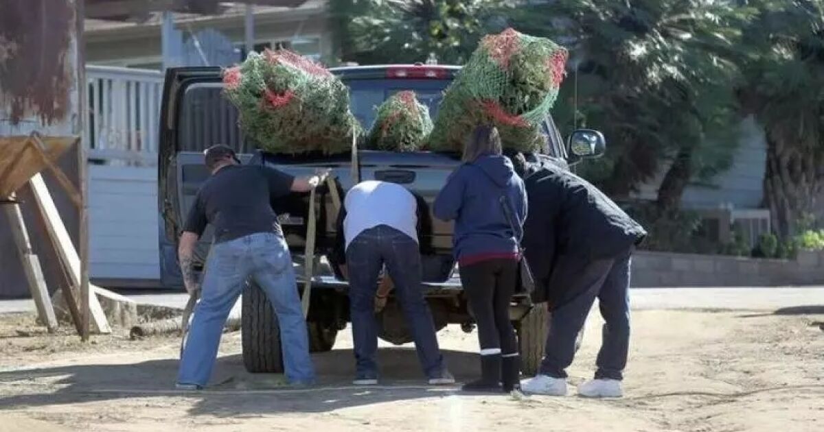 Dónde reciclar tu árbol de Navidad: guía para el condado de San Diego - San  Diego Union-Tribune en Español