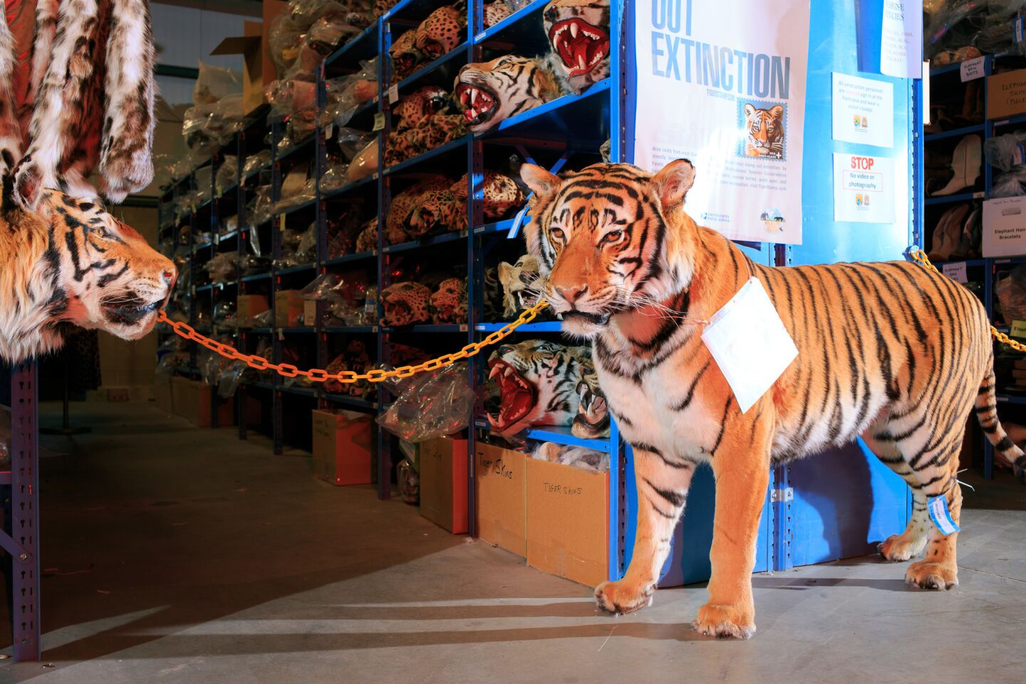 Mounted Tigers stand at the end of an aisle full of various "cats" inside the U.S. Fish and Wildlife Service National Wildlife Property Repository.