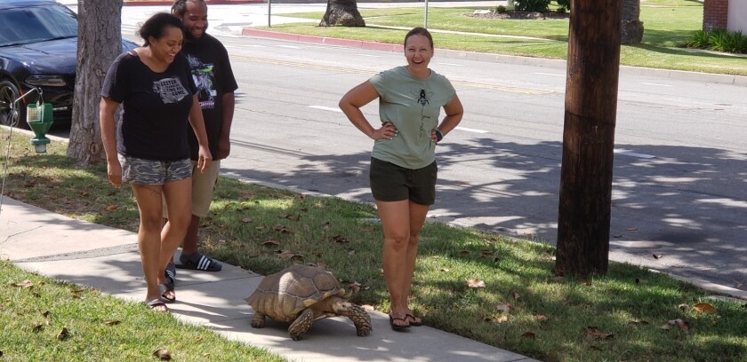 Lindsay Smith takes her house turtle Andy for a walk in Long Beach.