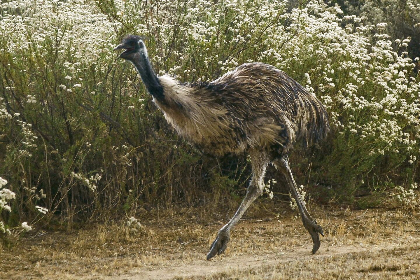 A scared emu runs along the fence of a property on Highway 94 as a wildfire approaches south of Potrero on Monday.