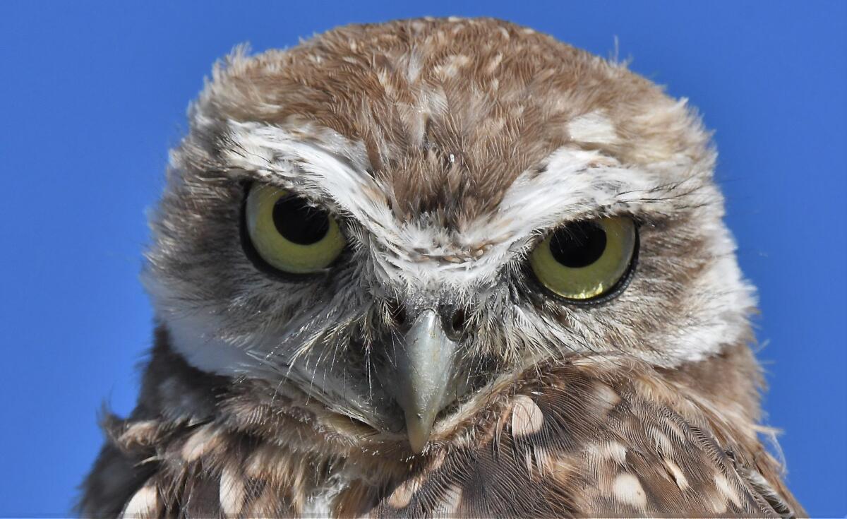 Burrowing owl in Davis, California (Larry Venus)