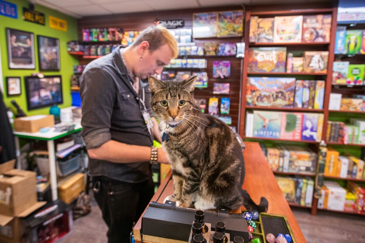 A cat on top of a bookshelf in a store where a man stands looking at the shelf's contents.