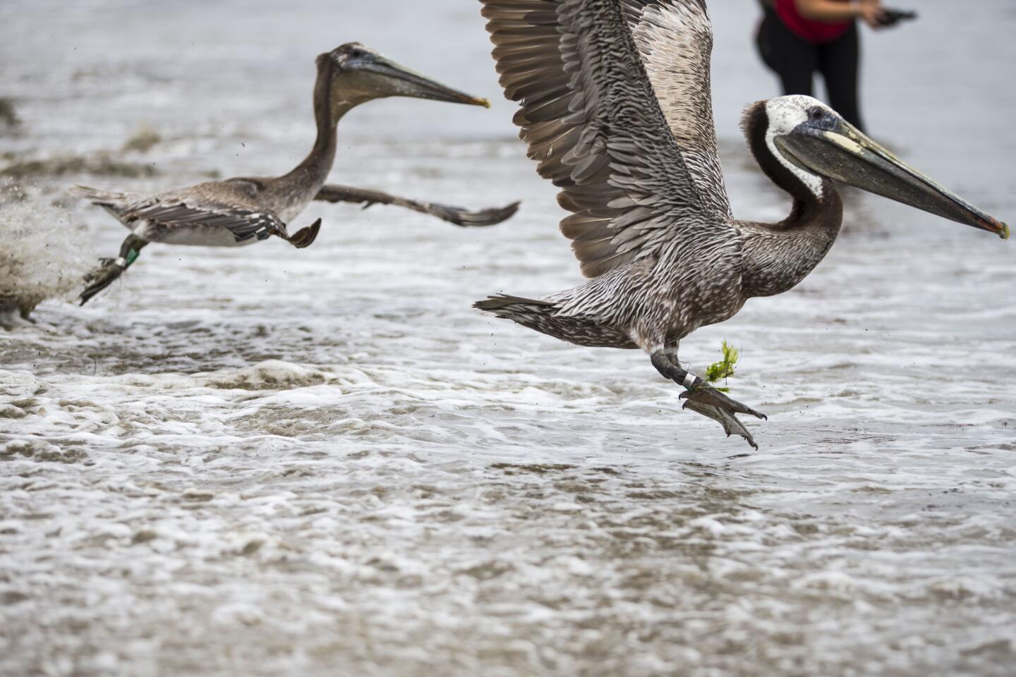 Pelican release