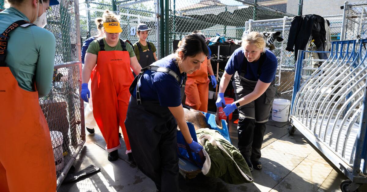 Surge in poisoned sea lions threatens beachgoers, burdens rescuers