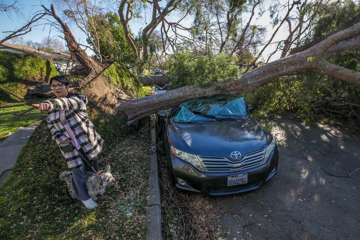 Fallen tree in Upland.