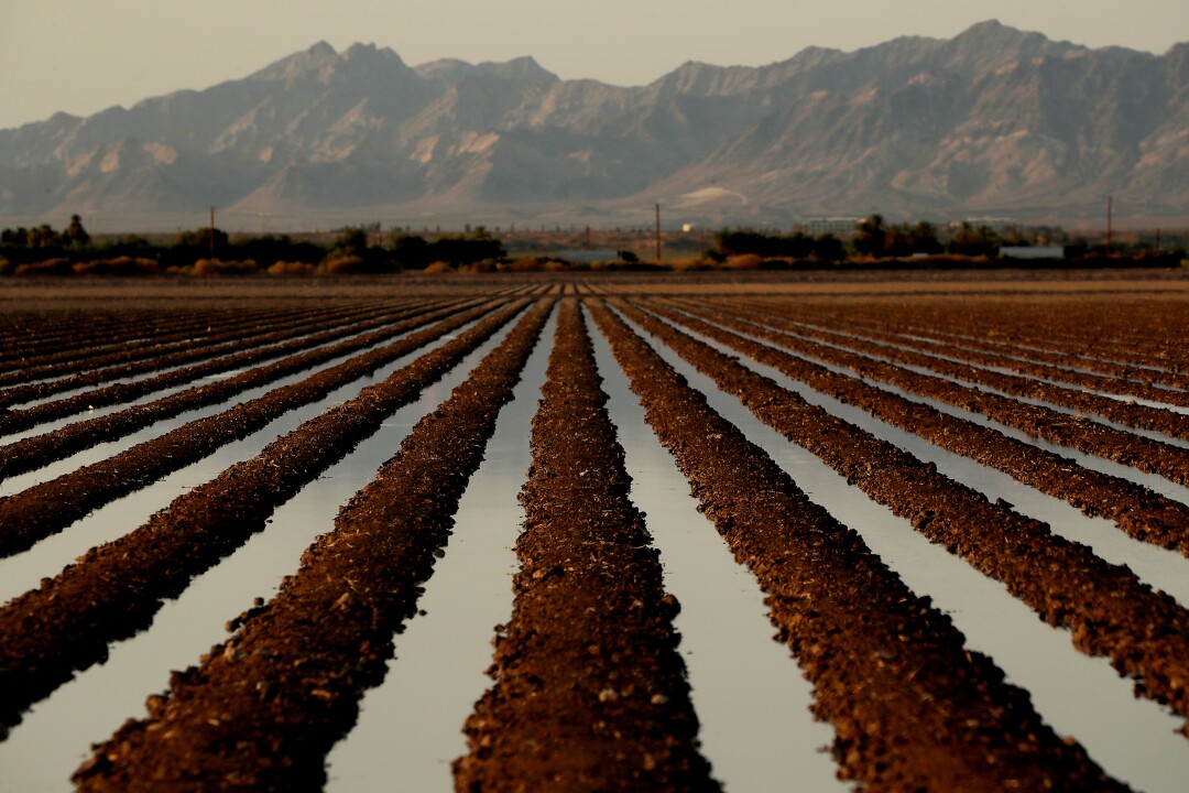 Colorado River water irrigates a farm field in Blythe.
