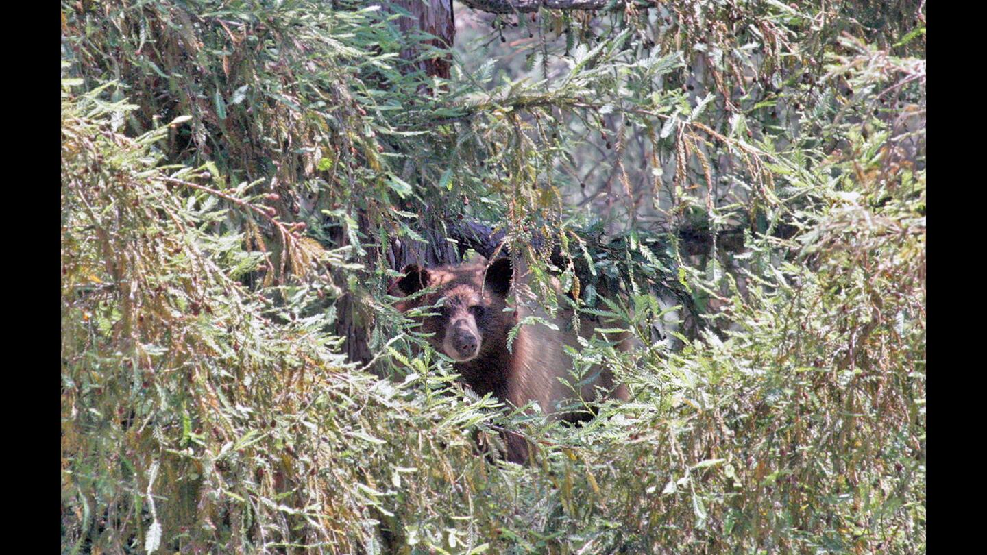 After one of many naps, a young California black bear, about 25 yards up a tree, pokes it's head up to looking for close branches to eat on Jarvis Avenue in La Cañada Flintridge on Wednesday, June 8, 2016. The 200-pound, 3-year-old female was seen near the Crescenta-Cañada YMCA before it took roost to nap in the tree.