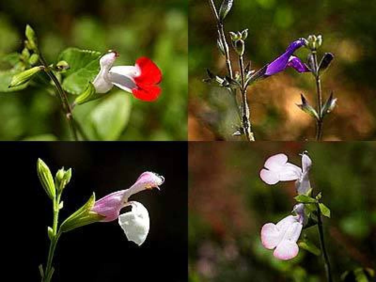 The flowers of Salvia greggii are most often in shades of red, but they can also be variegated with white and can range from lavender to purple to coral to light pink to hot pink. Leaves vary from bright green to olive, creating a good transition between native and nonnative plants in the garden