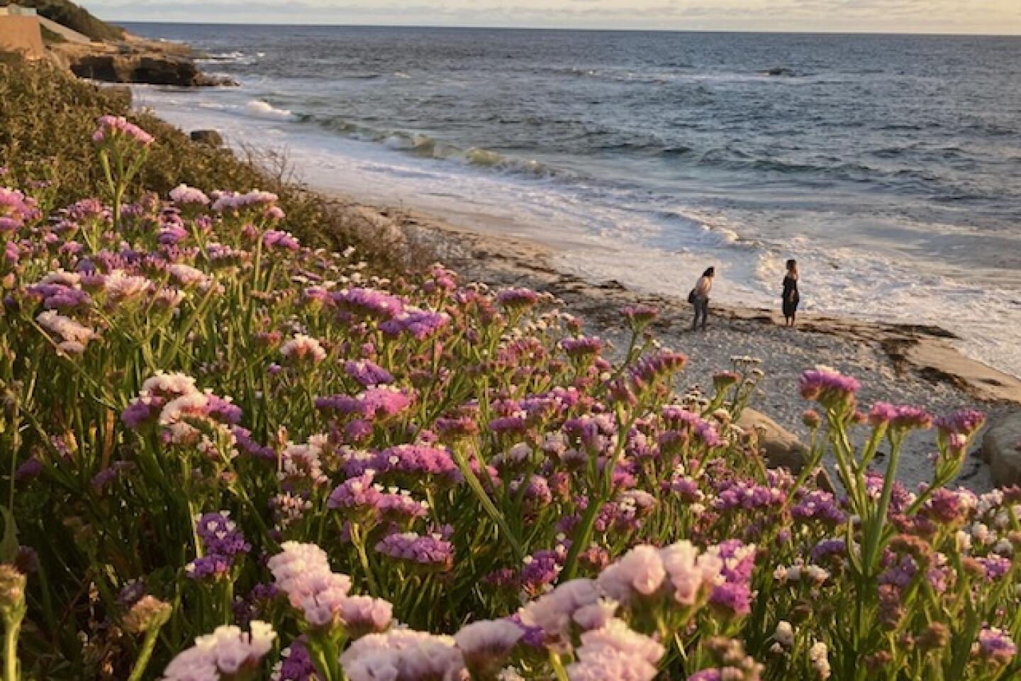 Theresa Johnston wildflowers at Windansea Beach (Neptune Place).jpg