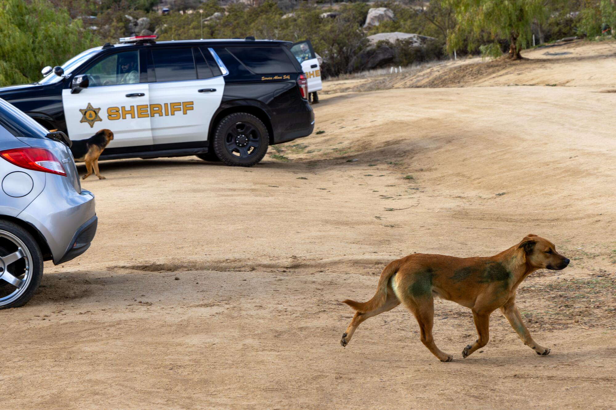 An unleashed dog trots past a sheriff's cruiser.