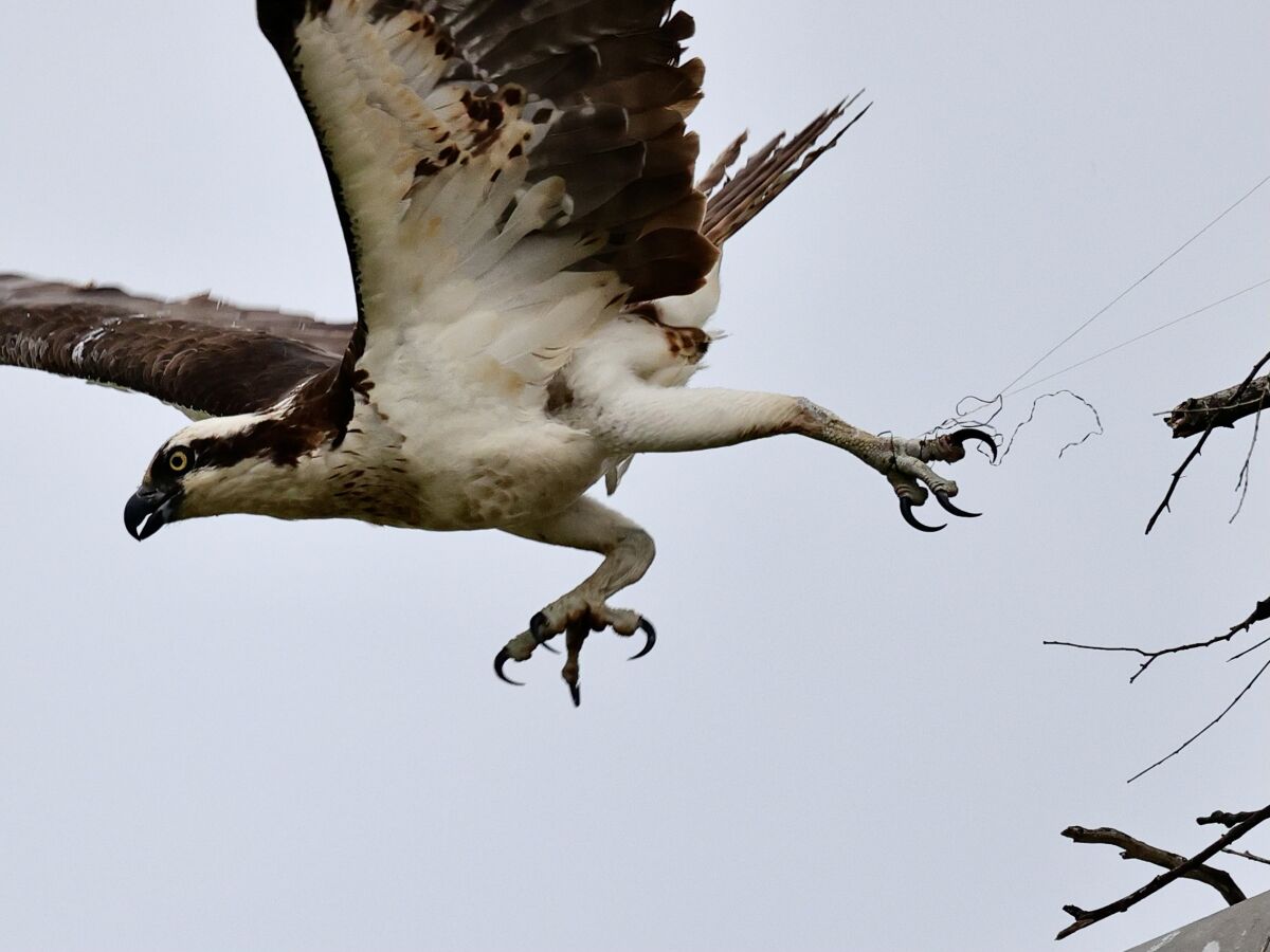 An osprey is tethered to her nest by a fishing line at Robb Field in Ocean Beach. 