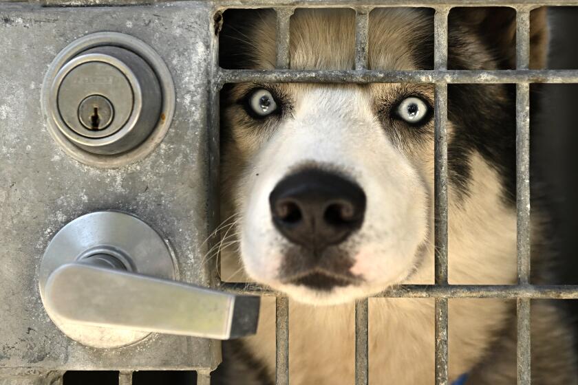 A dog waits to be adopted in a cage at the Chesterfield Square Animal Services Center in Los Angeles.