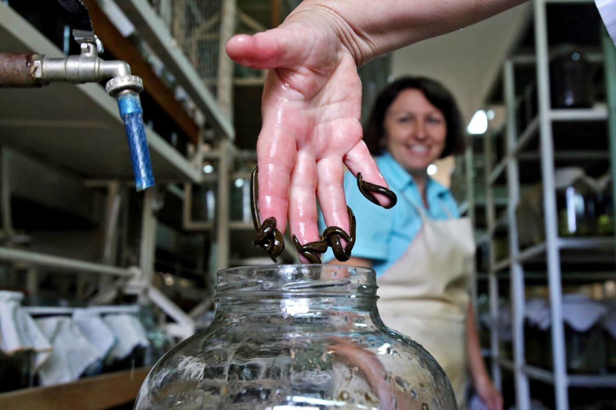 A hand dipped into a jar comes up leeches.