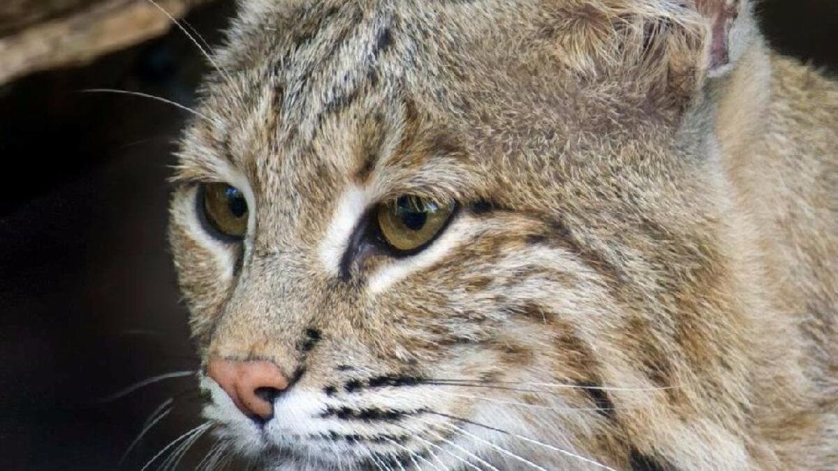 The wild-born bobcat, Ollie, a 25-pound (11-kg) female bobcat escaped from Washington's National Zoo, and was last seen during a routine daily count Monday morning.